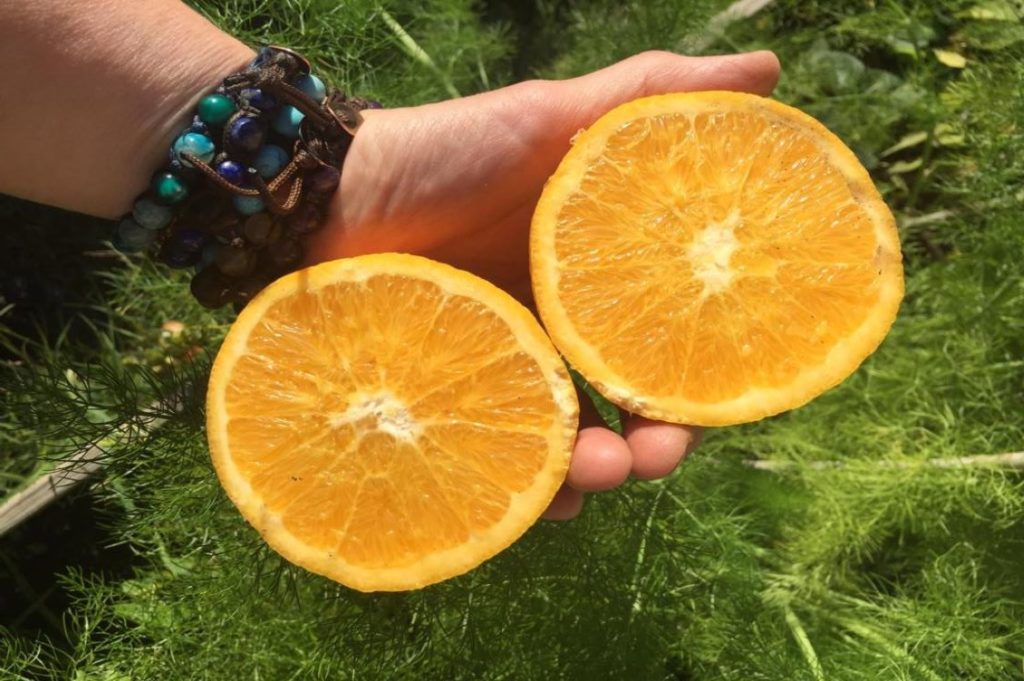 arancia pernambucco