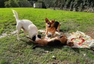 “Il cane giusto alla famiglia giusta”: le adozioni responsabili del Buoncanile