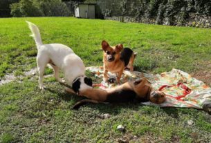 “Il cane giusto alla famiglia giusta”: le adozioni responsabili di Buoncanile