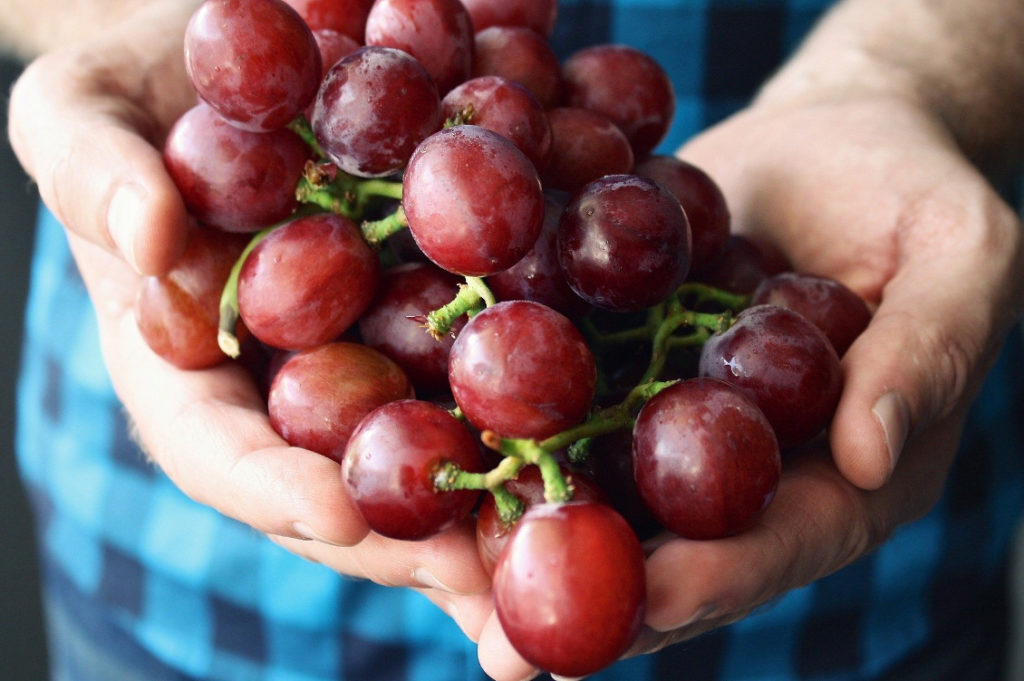 cibo agricoltura