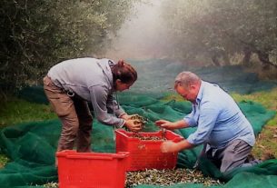 Cerchiamo aiuto per la raccolta delle olive in un’azienda biologica in Umbria