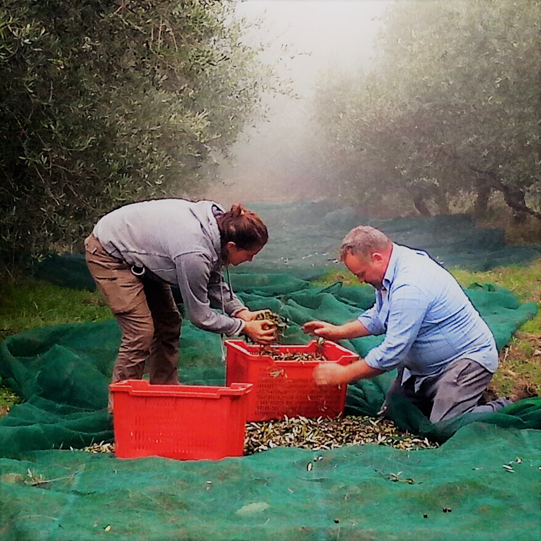 Cerchiamo aiuto per la raccolta delle olive in un’azienda biologica in Umbria