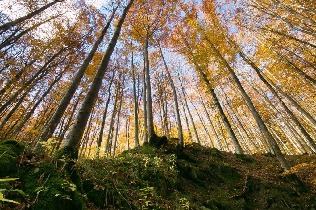 monte amiata