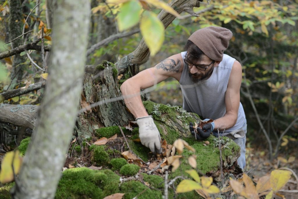 collettivo quercus