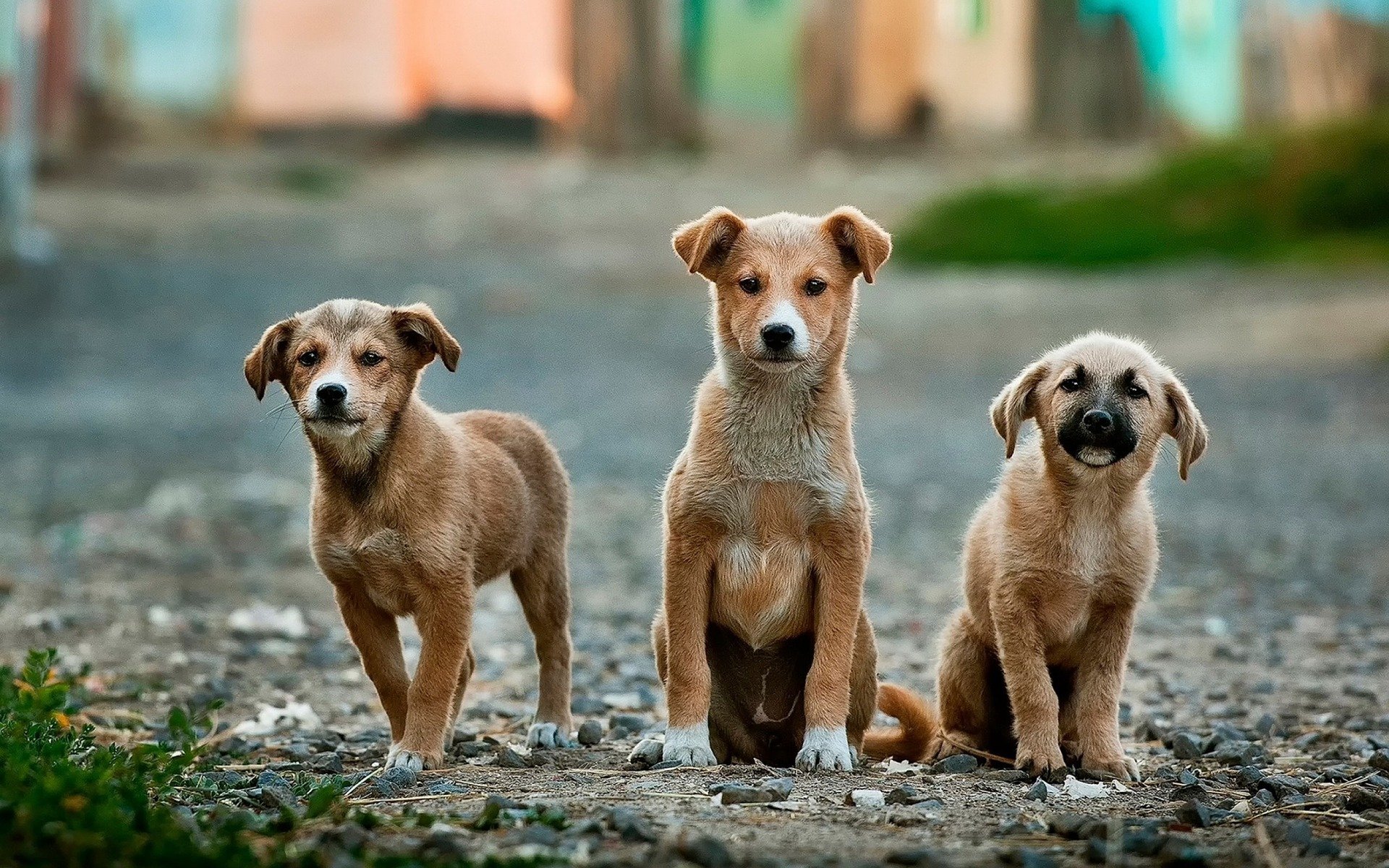 Cerco persone interessate ad investire in un progetto di asilo per cani