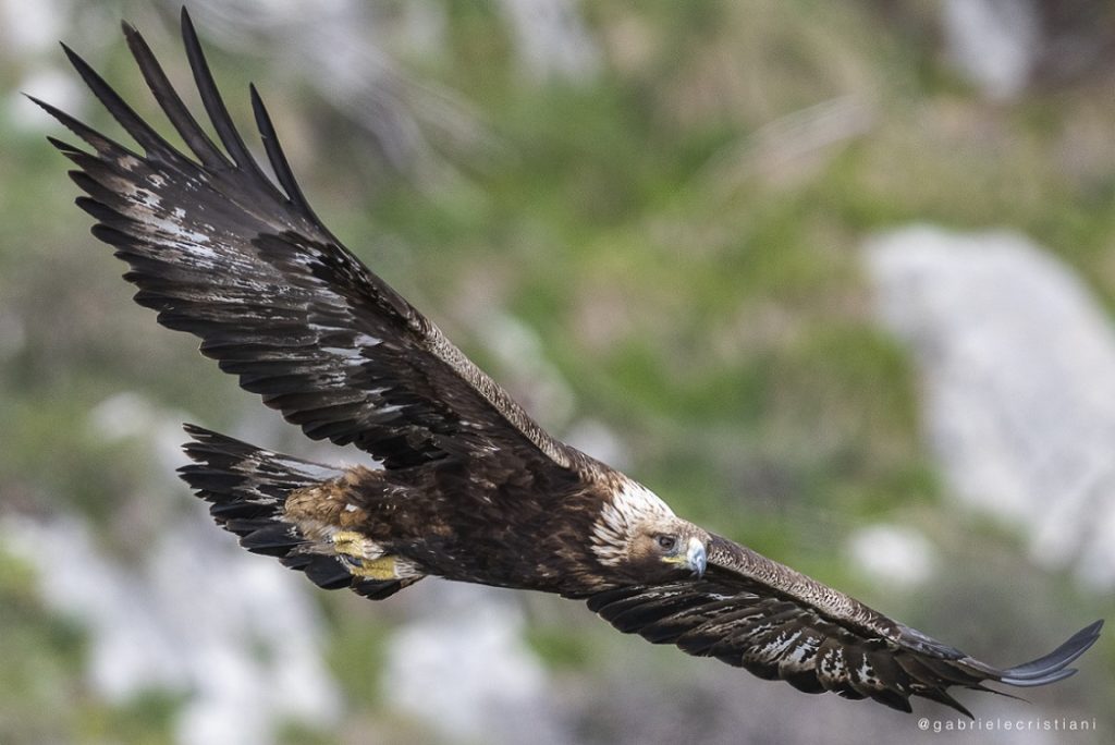 Aquila reale Foto G. Cristiani