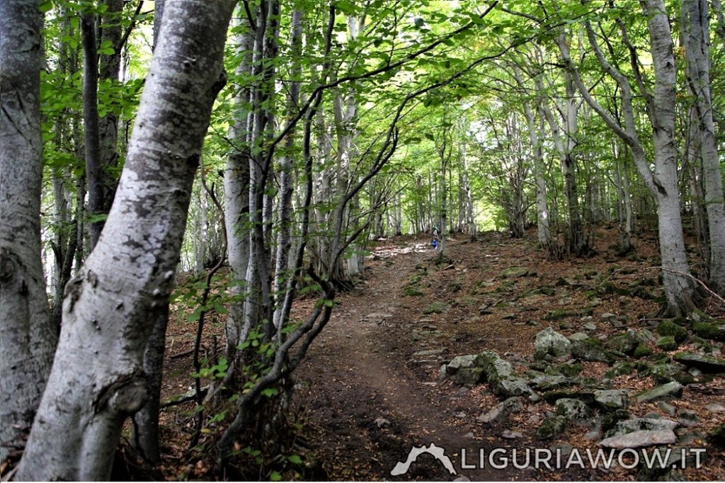 Bosco di Rezzo Foto LiguriaWow 2