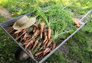Negli ultimi sette anni abbiamo visto l’esplosione della piccola agricoltura in Italia. Parola di Nicola Savio