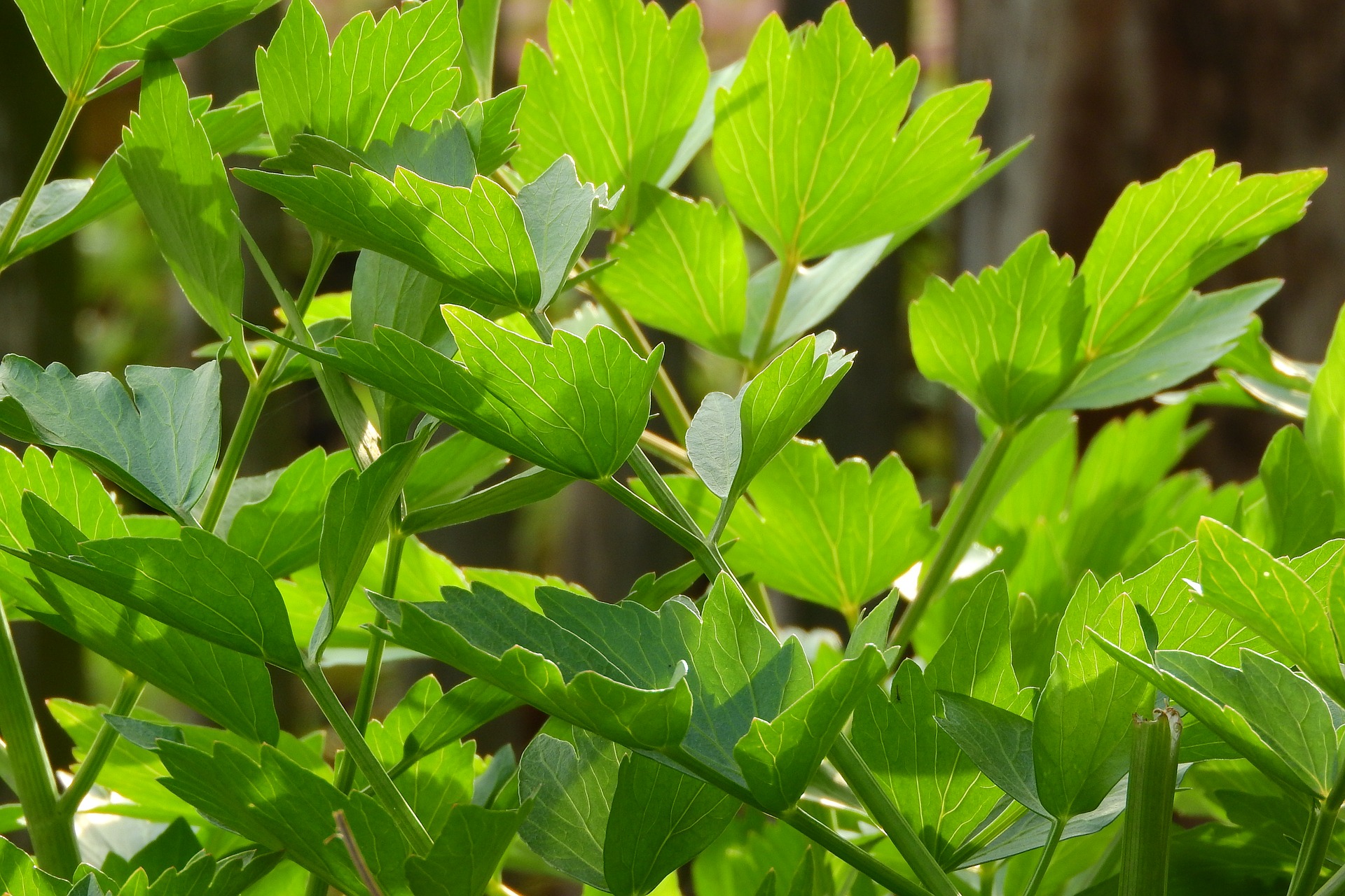 Cerco lavoro con erbe officinali ed aromatiche