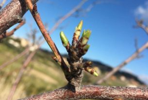 Il Seme di Chico: “Facciamo a gara a chi pianta più alberi?”