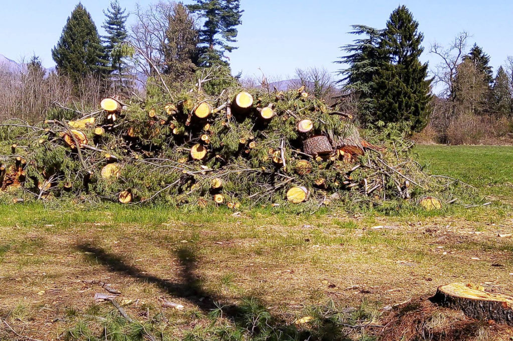 Taglio alberi2