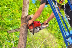 Un garante del verde per difendere gli alberi delle città italiane