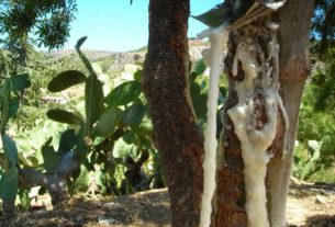 Manna da frassino delle Madonie, l’antica coltura dalle proprietà incredibili