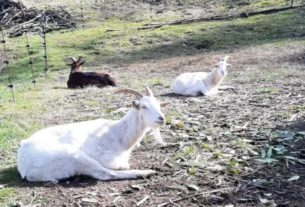 “Qui proteggiamo gli animali e diamo loro una seconda possibilità”