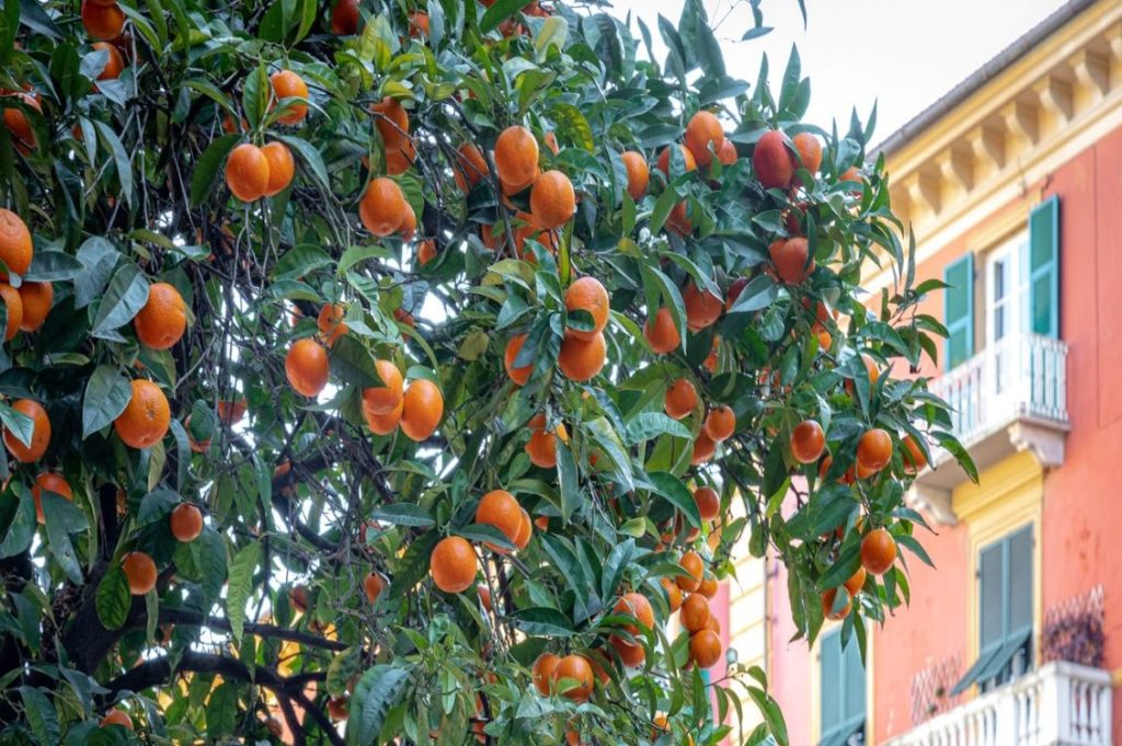 alberi arance spezia