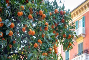 SPrugolosa: le arance degli alberi cittadini diventano marmellata solidale!