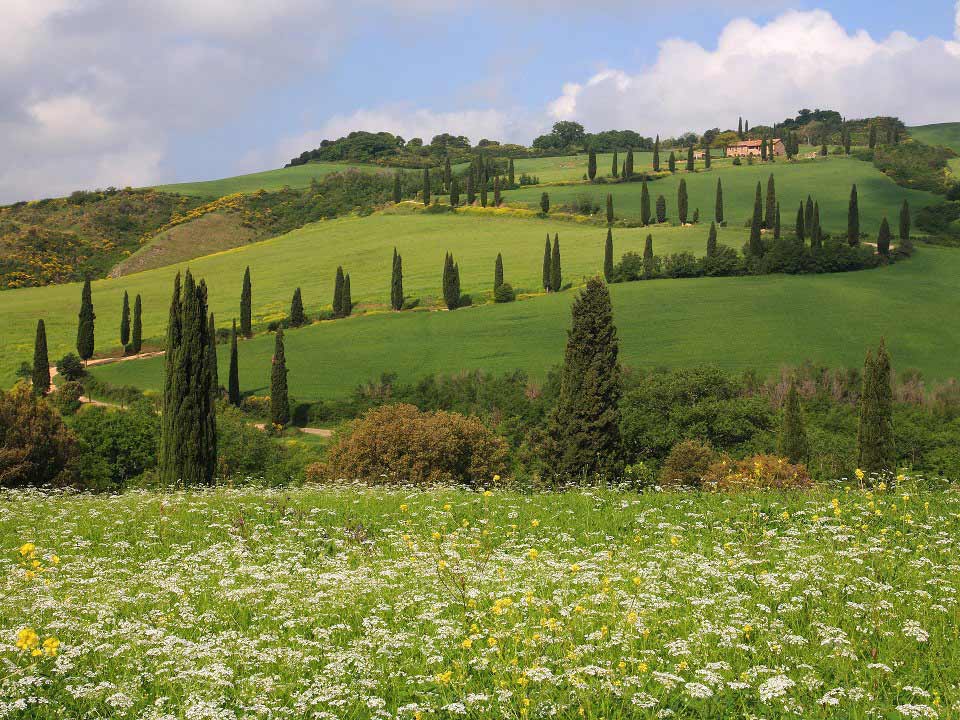 Cerco terreno oliveto frutteto