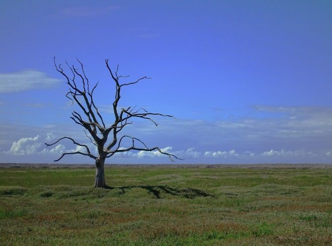 tree 2649411 1280