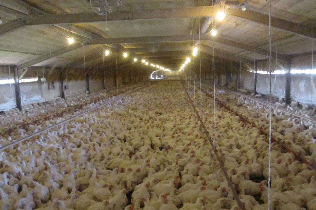 allevamento intensivo galline