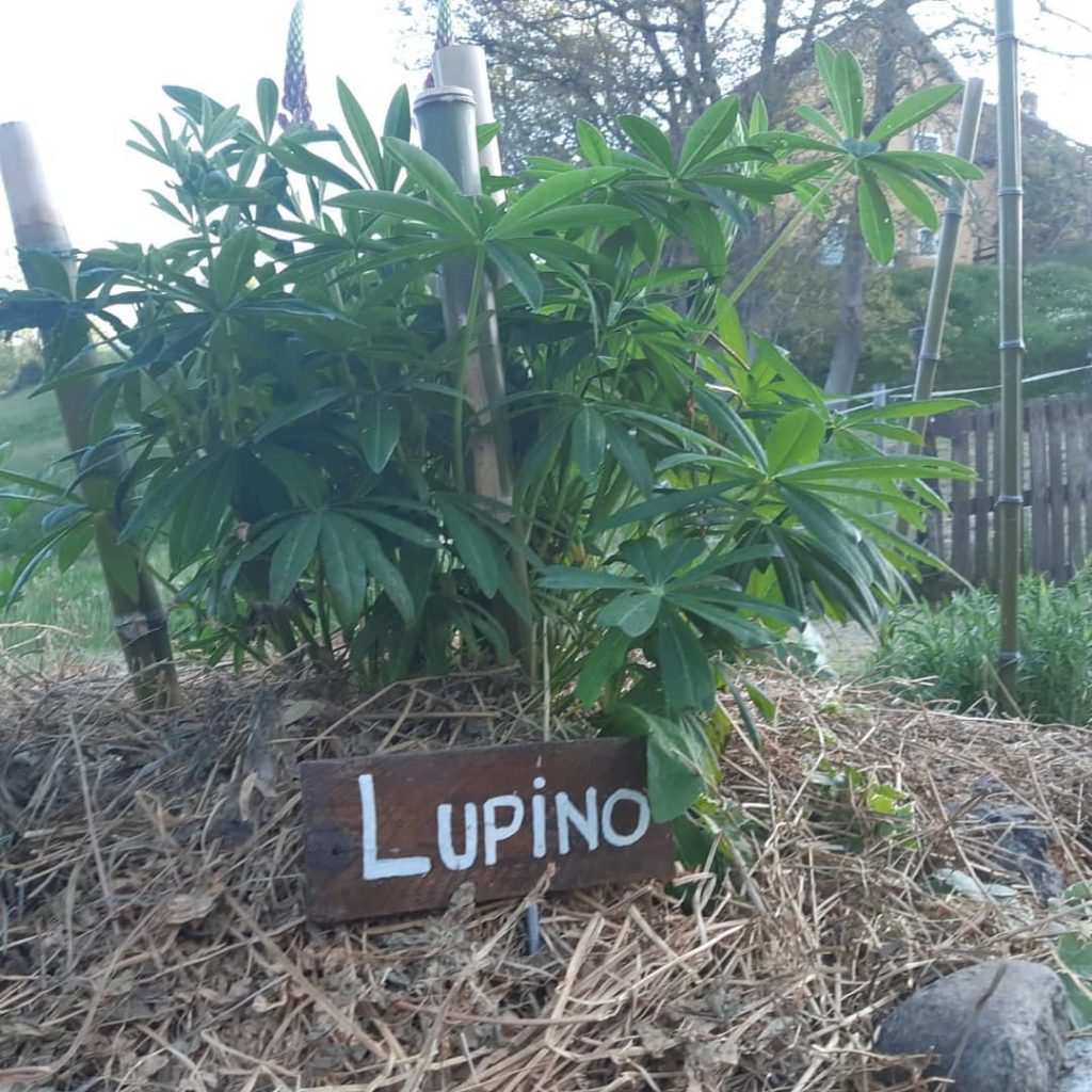 Lupino