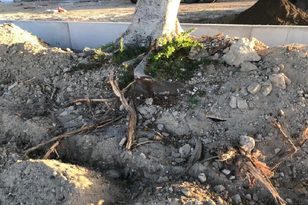 strage di alberi cagliari