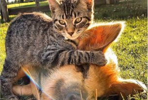 Cerco rustico per realizzare un rifugio per gatti, animali da cortile e centro energetico