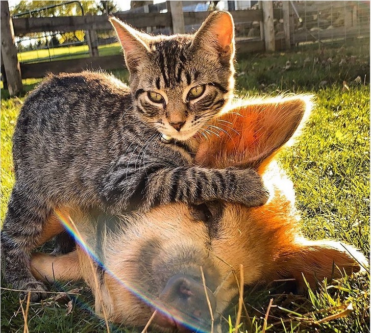 Cerco rustico per realizzare un rifugio per gatti, animali da cortile e centro energetico