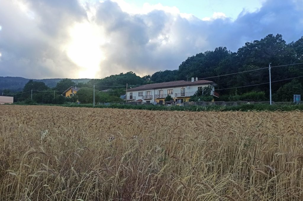 le terre di perre campo di grano