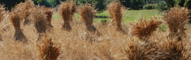 Terre di Perrè Custodi di saperi e sapori