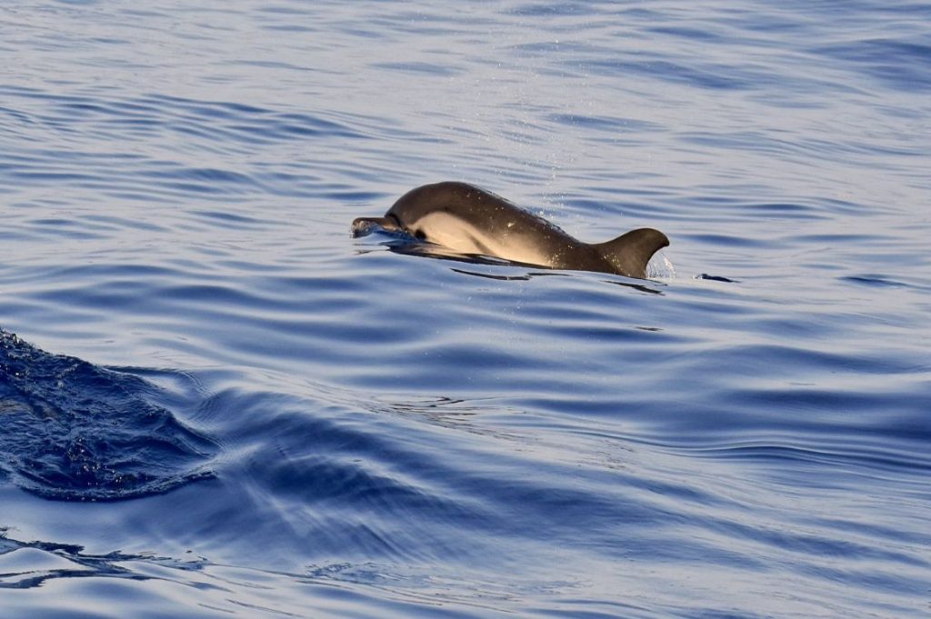 delfino davide ascheri delfini