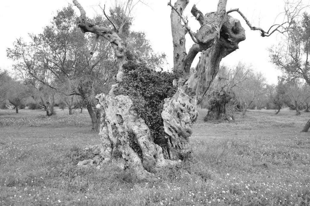 la puglia non si avvelena 1