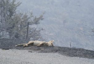 Stagione di caccia: nessuno stop nonostante gli incendi abbiano decimato gli animali