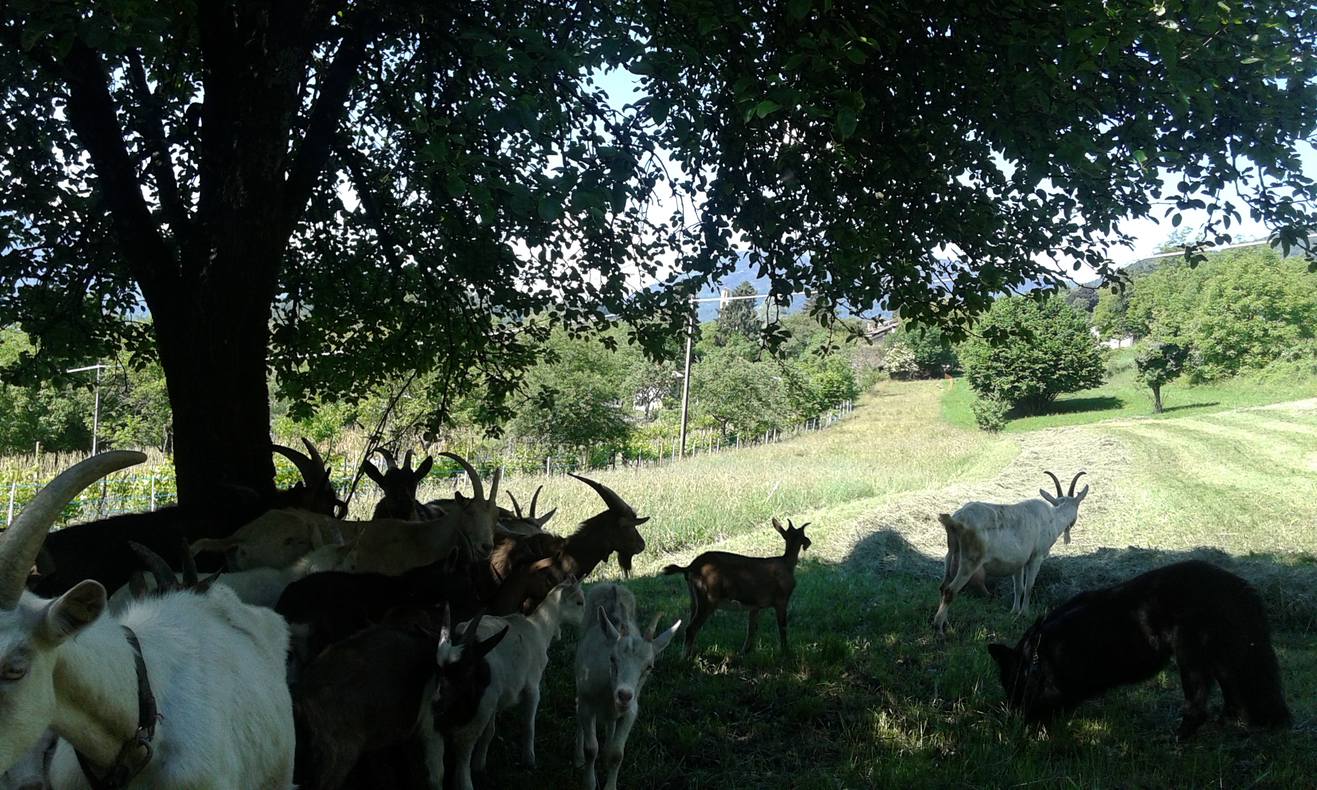 Offro vitto alloggio per aiuto part time in piccola realtà di agricoltura naturale in costruzione