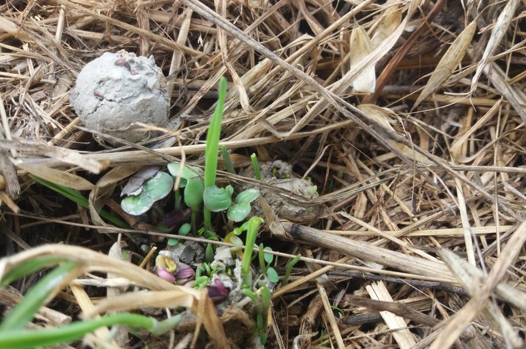 Seedball con germoglio