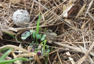 Al Sud arriva il Seedball Festival, palline di semi per aiutare la Natura a rinascere