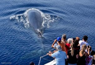 Il whale watching in Liguria: una guida per avvistamenti responsabili