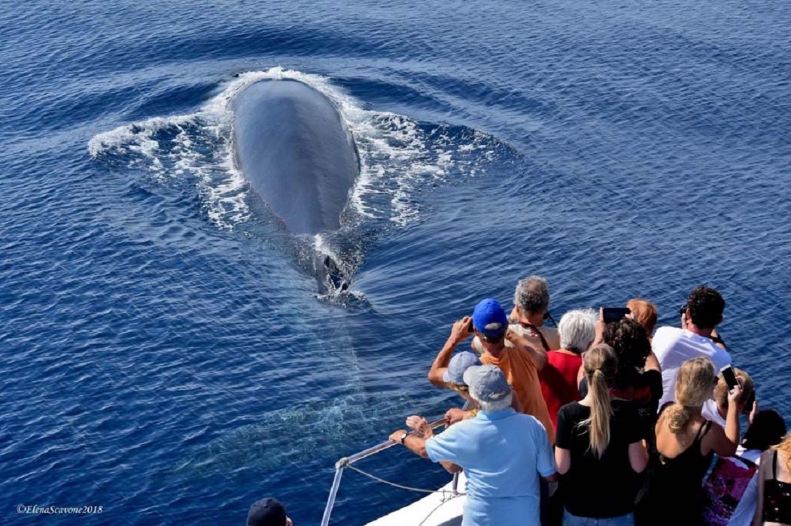Il whale watching in Liguria: una guida per avvistamenti responsabili
