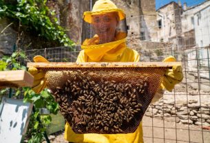 Wonder Bee, l’apiario costruito dalla comunità che fa bene ad api e persone