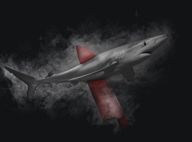 Stop finning sea sheperd