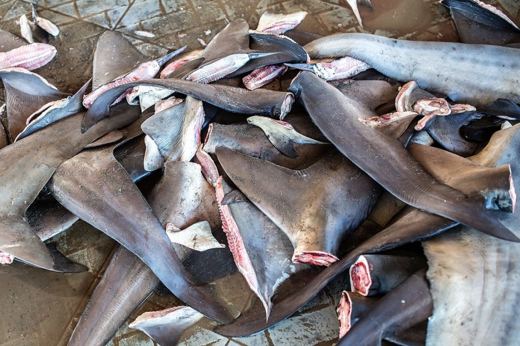 stop finning sea sheperd 3