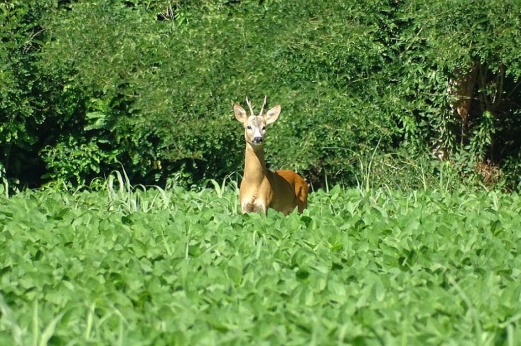 Foresta Condivisa Parco Po2