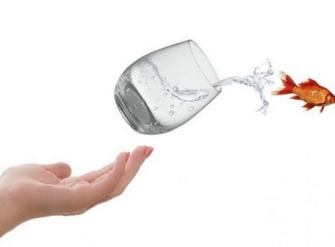 pesce bicchiere cambiamento