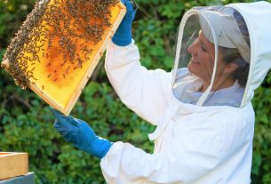 Adotta un alveare: la proposta di 3Bee per proteggere le api grazie alla tecnologia