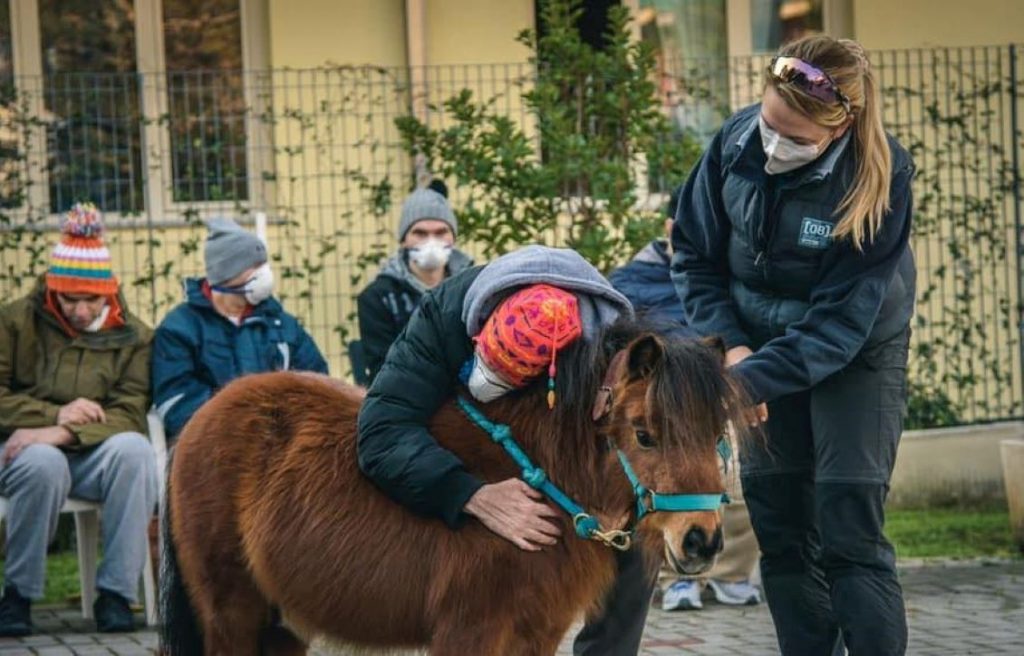 Equus Lab Malvina