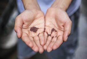 Sementi al Suolo: scambiare antiche varietà di semi per creare comunità più forti