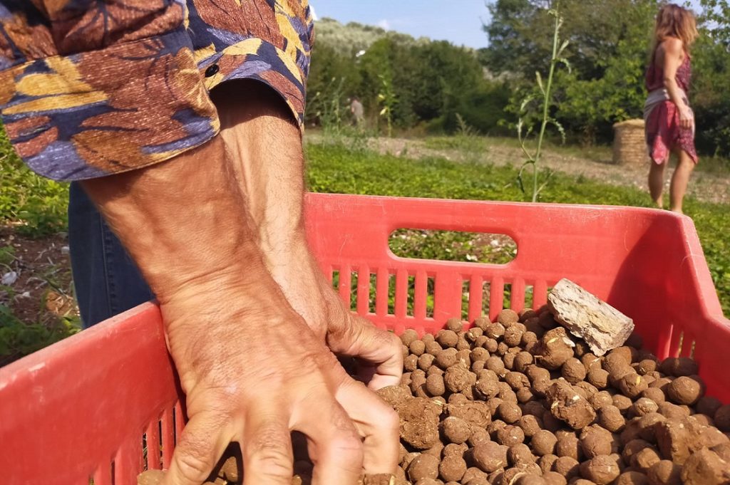 Riforestazione in Salento