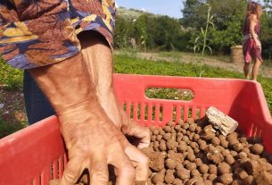 Agricoltura del Non Fare: ecco i corsi per imparare a coltivare secondo natura
