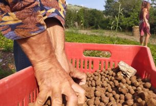 Agricoltura del Non Fare: ecco i corsi per imparare a coltivare secondo natura