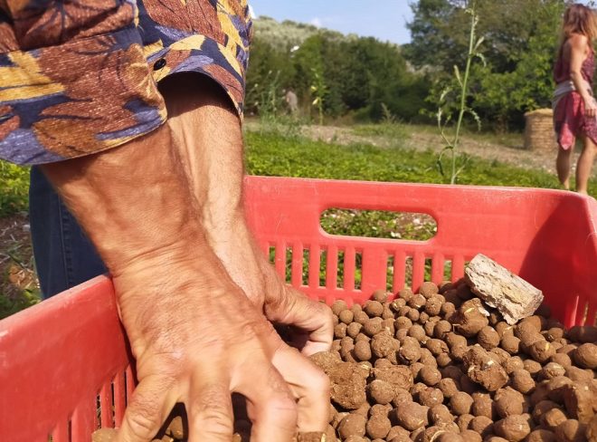 Riforestazione in Salento