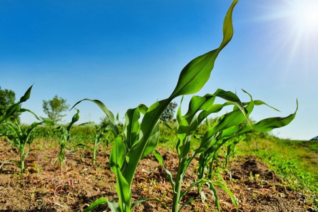 transizione ecologica agricoltura